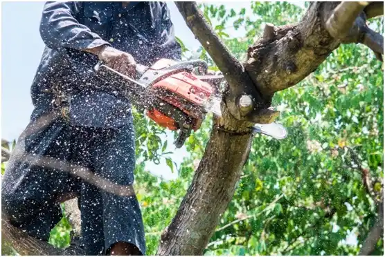 tree services East Providence